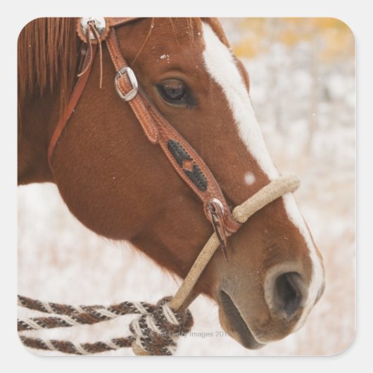 Paard Vierkante Sticker (Voorkant)