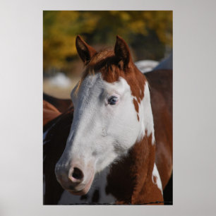 Paard Western Piebald Pinto Paint Poster Kunstprin