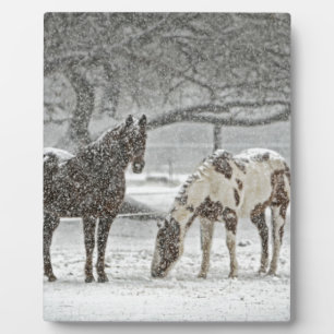 paard winter sneeuw boerderij ranch dieren besneeu fotoplaat