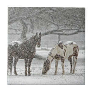 paard winter sneeuw boerderij ranch dieren besneeu tegeltje