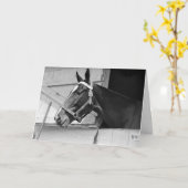 Paard zwart en wit, Verjaardag Kaart (Gele Bloem)