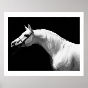 Paard Zwart & Wit Poster