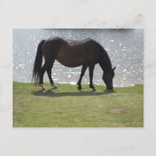 Paardbegrazing voor het zonovergoten meer briefkaart