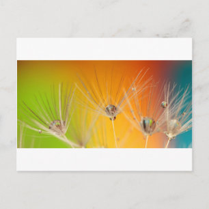 Paardebloem Bloemen Destiny Vrede Liefde Kunst Briefkaart