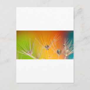 Paardebloem Bloemen Destiny Vrede Liefde Kunst Briefkaart
