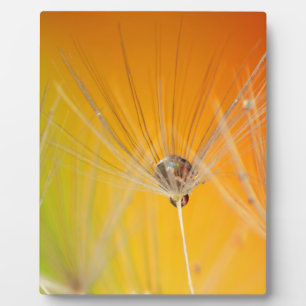 Paardebloem Bloemen Destiny Vrede Liefde Kunst Fotoplaat
