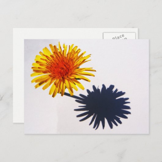 Paardebloem en Schaduw pcnm Briefkaart (Voorkant / Achterkant)