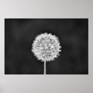 Paardebloem - Noir Poster