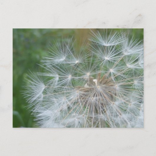 Paardebloem Seeds Close-up DIY Briefkaart (Voorkant)