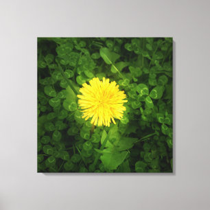 Paardebloem verpakt Canvas Afdruk