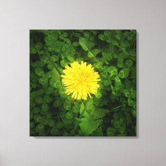 Paardebloem verpakt Canvas Afdruk