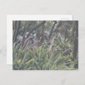 Paardebloemen Briefkaart (Voorkant / Achterkant)