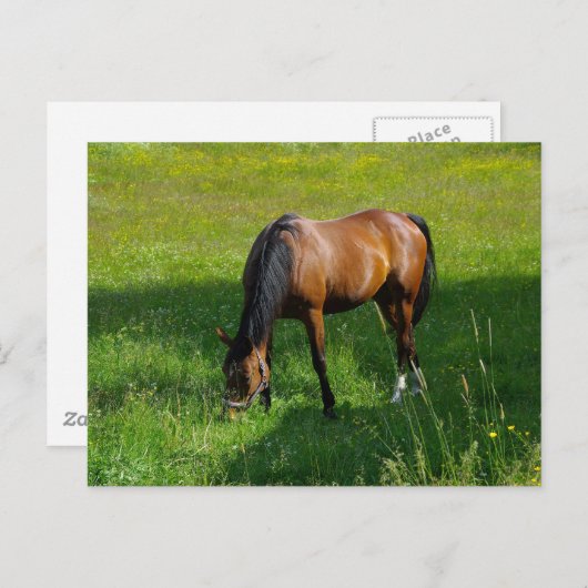 Paarden #1 briefkaart (Voorkant / Achterkant)