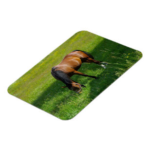 Paarden #1 magneet