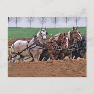 Paarden(2)-Briefkaart Briefkaart