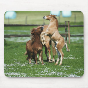 Paarden 3 muismat