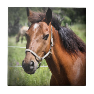 Paarden 8674 tegeltje