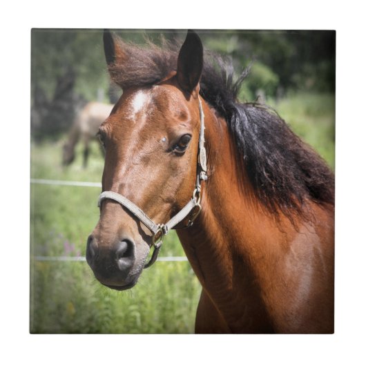 Paarden 8674 tegeltje (Voorkant)