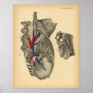 Paarden Abdominale pelvic Anatomy 1908 print