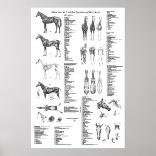 Paarden Anatomie Poster Skeletspieren en musculair