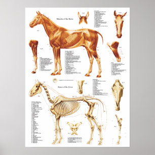 Paarden Anatomie Poster Spier en Bot 18 X 24
