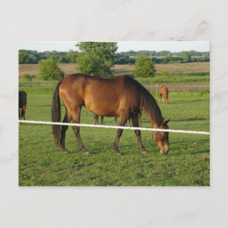 Paarden Ansichtkaart Briefkaart