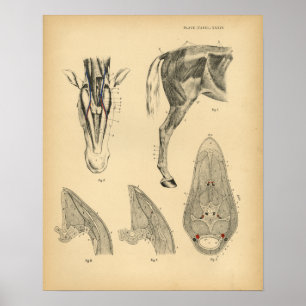 Paarden Beenspier Anatomie 1908 afdrukken Poster