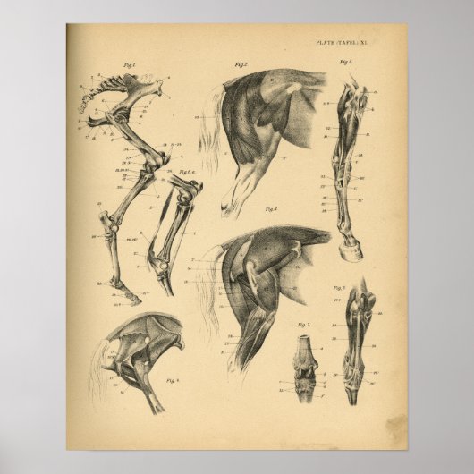 Paarden Beenspieren Anatomie 1908  afdrukken Poster (Voorkant)