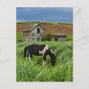 Paarden bekijken in een veld in de Palouse 2 Briefkaart