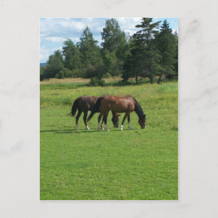 Paarden Briefkaart