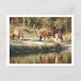 paarden briefkaart