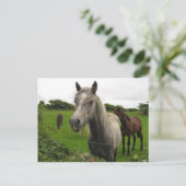 Paarden Briefkaart (Staand voorkant)