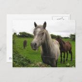 Paarden Briefkaart (Voorkant / Achterkant)