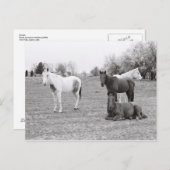 Paarden Briefkaart (Voorkant / Achterkant)