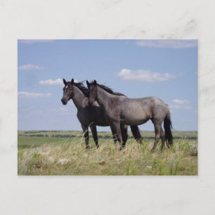 Paarden Briefkaart
