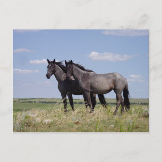 Paarden Briefkaart