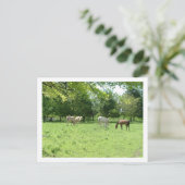 paarden briefkaart (Staand voorkant)