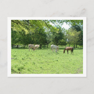 paarden briefkaart