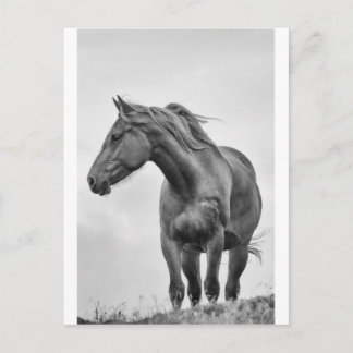 Paarden Briefkaart