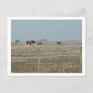 paarden briefkaart