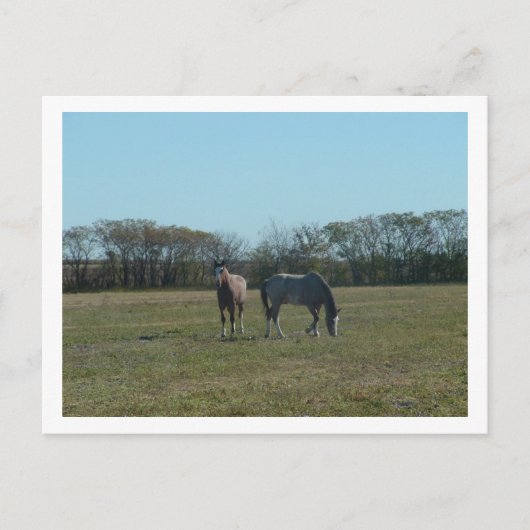 paarden briefkaart (Voorkant)