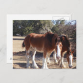 Paarden Briefkaart (Voorkant / Achterkant)