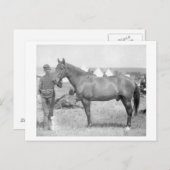 Paarden "Comanche" de enige overlevende van de Cus Briefkaart (Voorkant / Achterkant)