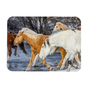 Paarden die de stroom oversteken magneet
