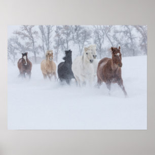 Paarden die door de sneeuw rennen poster