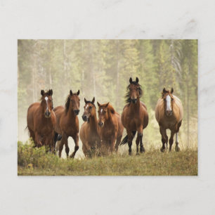 Paarden die een kleine heuvel beklimmen tijdens ee briefkaart