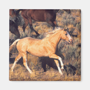 Paarden die een Ponderosa Ranch berijden Magneet