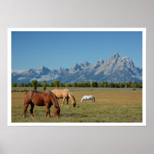 Paarden die grazen in het grasland Teton Mountains Poster
