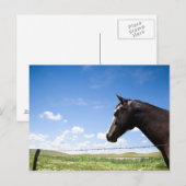 Paarden die in de weide staan briefkaart (Voorkant / Achterkant)