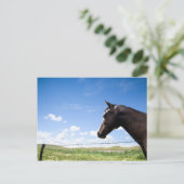 Paarden die in de weide staan briefkaart (Staand voorkant)